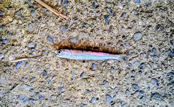 「「条件が良すぎて苦戦？」村田川シーバス釣行で50cm級本命をキャッチ【千葉】」の画像