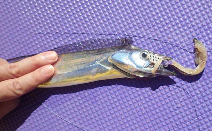 釣ったタチウオで作る「圧力鍋活用」レシピ：小太刀の生姜煮　放置プレイでOK