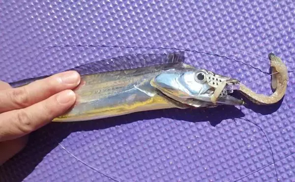 「釣ったタチウオで作る「圧力鍋活用」レシピ：小太刀の生姜煮　放置プレイでOK」の画像