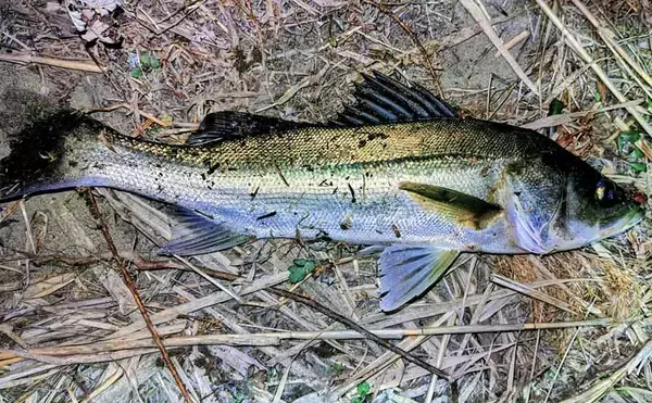 「バチ抜けは確認できず」バイブレーションルアーに60cm級シーバス2連発【千葉】