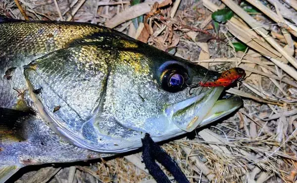 「「バチ抜けは確認できず」バイブレーションルアーに60cm級シーバス2連発【千葉】」の画像