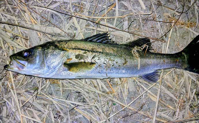 「バチ抜けは確認できず」バイブレーションルアーに60cm級シーバス2連発【千葉】