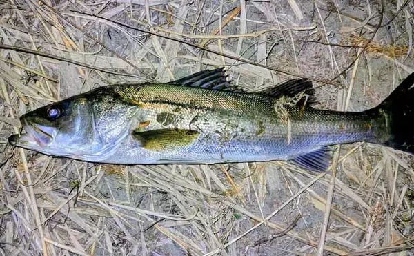 「「バチ抜けは確認できず」バイブレーションルアーに60cm級シーバス2連発【千葉】」の画像
