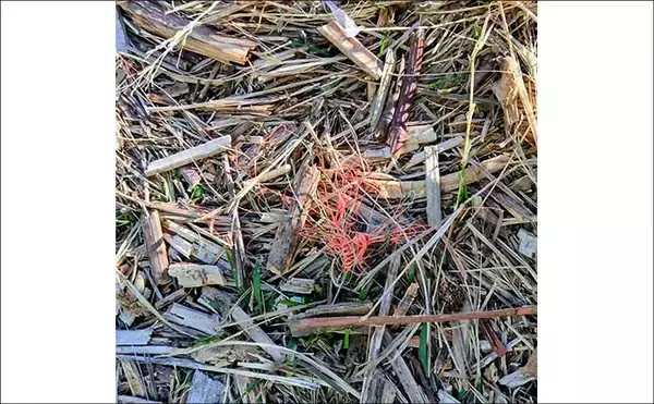 「「バチ抜けは確認できず」バイブレーションルアーに60cm級シーバス2連発【千葉】」の画像