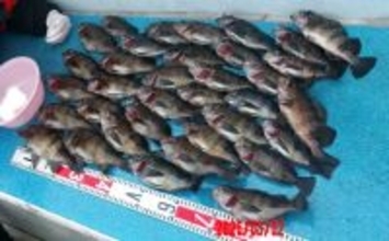 「メバル・カサゴ絶好調！」1投目からラストまで入れ食い続く日も【船釣り最釣果速報・愛知】