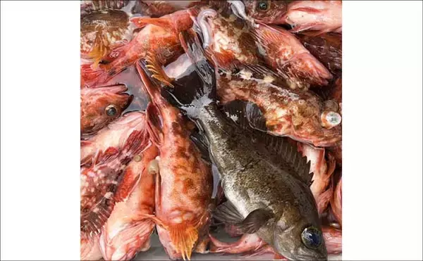 「「メバル・カサゴ絶好調！」1投目からラストまで入れ食い続く日も【船釣り最釣果速報・愛知】」の画像