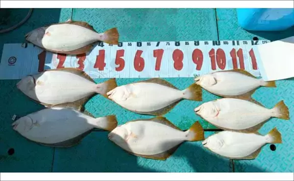 「「メバル・カサゴ絶好調！」1投目からラストまで入れ食い続く日も【船釣り最釣果速報・愛知】」の画像