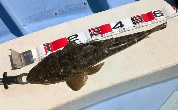 伊勢湾奥ルアーマゴチ釣りで60cm超え「マーゴン」参上！【玉や丸・愛知】