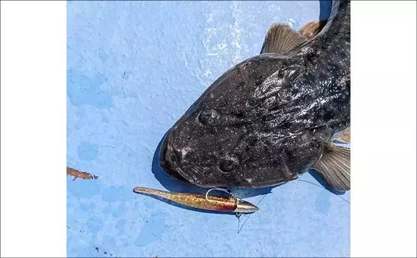 「伊勢湾奥ルアーマゴチ釣りで60cm超え「マーゴン」参上！【玉や丸・愛知】」の画像