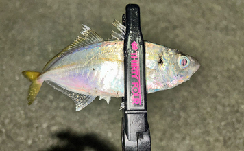 考え過ぎて迷走しがちなルアーマン必見！　簡単「五目釣りメソッド」で多魚種が連発