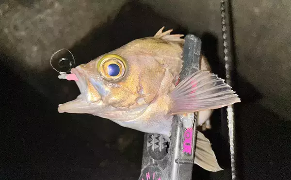 「考え過ぎて迷走しがちなルアーマン必見！　簡単「五目釣りメソッド」で多魚種が連発」の画像