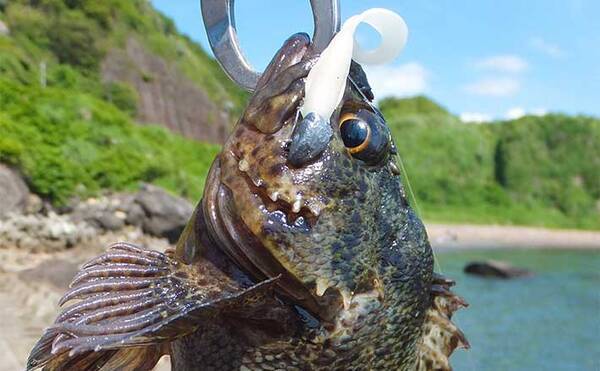 堤防でワーム使った穴釣り堪能 消波ブロックの隙間狙い今季初ムラソイ 22年6月日 エキサイトニュース 堤防でワーム使った穴釣り堪能 消波ブロックの隙間狙い今季初ムラソイ 22年6月日 エキサイトニュース