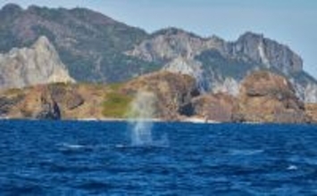 ドローンで＜ザトウクジラのブロー（噴気）＞の回収に成功　39種のウイルスを検出