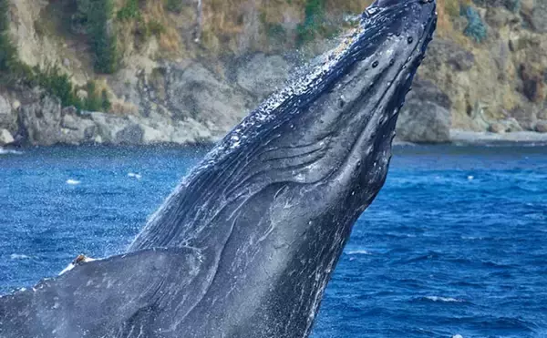 「ドローンで＜ザトウクジラのブロー（噴気）＞の回収に成功　39種のウイルスを検出」の画像