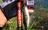 「山梨県の鶴川で清流小物釣り堪能　半日のミャク釣りで6魚種58尾の好釣果」の画像10