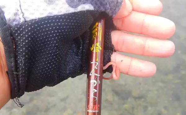 「山梨県の鶴川で清流小物釣り堪能　半日のミャク釣りで6魚種58尾の好釣果」の画像
