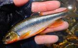 「山梨県の鶴川で清流小物釣り堪能　半日のミャク釣りで6魚種58尾の好釣果」の画像5