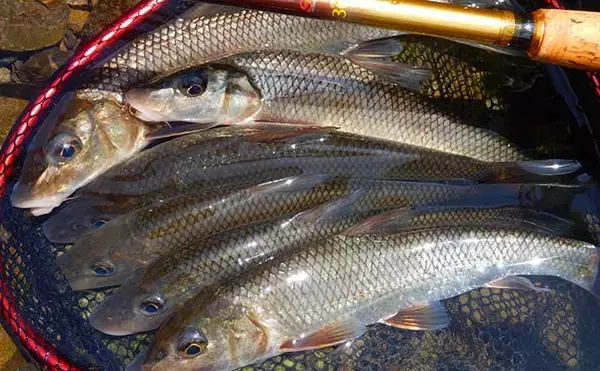 「山梨県の鶴川で清流小物釣り堪能　半日のミャク釣りで6魚種58尾の好釣果」の画像