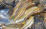 「山梨県の鶴川で清流小物釣り堪能　半日のミャク釣りで6魚種58尾の好釣果」の画像7
