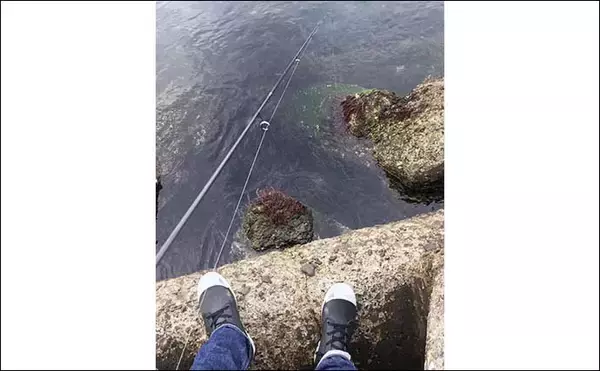 「「藻場」は魚が集まるけど釣りづらい？　プラッギングが攻略の決め手に」の画像