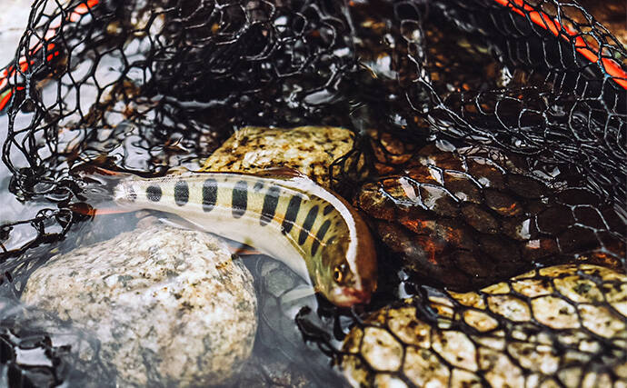 渓流ルアー釣りでヤマメを3尾キャッチ【鳥取・千代川水系】源流域ではアマゴと対面