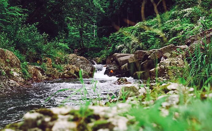 渓流ルアー釣りでヤマメを3尾キャッチ【鳥取・千代川水系】源流域ではアマゴと対面