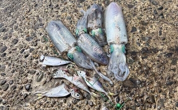 秋シーズン初のヤエン釣りでアオリイカ4杯【福井・茂原人工海水浴場】豆アジでの釣り方も解説