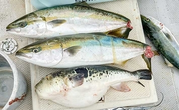 師崎沖のジギングでブリ2匹＆ワラサを手中！【愛知】タチウオに食らいついた珍客トラフグも登場