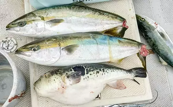 師崎沖のジギングでブリ2匹＆ワラサを手中！【愛知】タチウオに食らいついた珍客トラフグも登場
