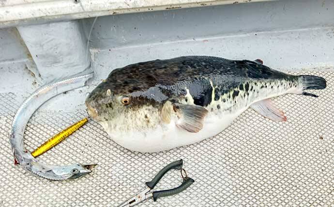 師崎沖のジギングでブリ2匹＆ワラサを手中！【愛知】タチウオに食らいついた珍客トラフグも登場