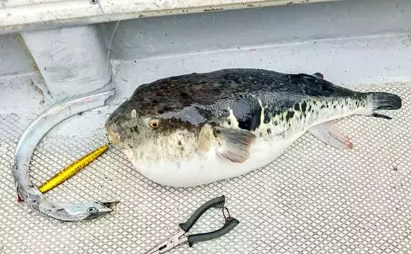 「師崎沖のジギングでブリ2匹＆ワラサを手中！【愛知】タチウオに食らいついた珍客トラフグも登場」の画像