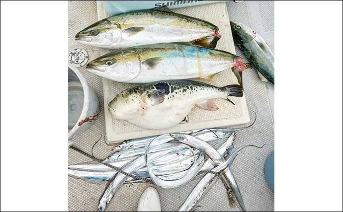 師崎沖のジギングでブリ2匹＆ワラサを手中！【愛知】タチウオに食らいついた珍客トラフグも登場