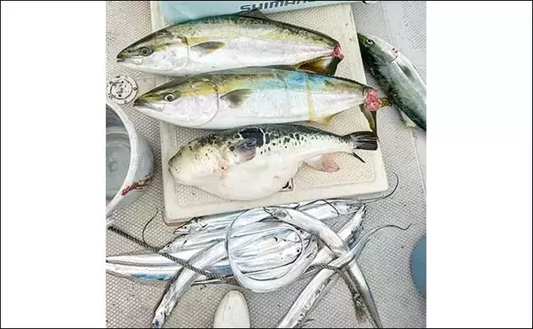 「師崎沖のジギングでブリ2匹＆ワラサを手中！【愛知】タチウオに食らいついた珍客トラフグも登場」の画像