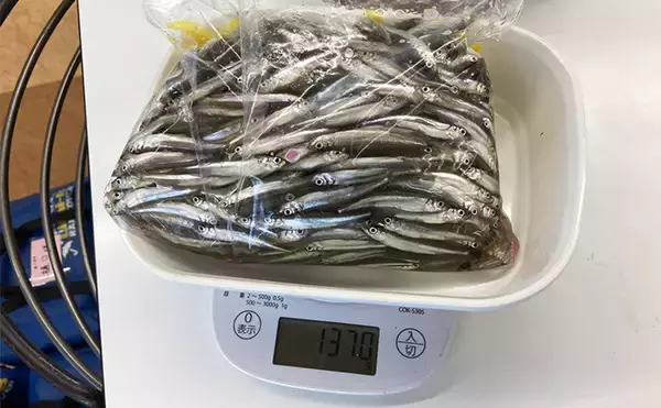 入鹿池ボートワカサギ釣りが絶好調！【愛知】魚影濃く本命638匹を手中