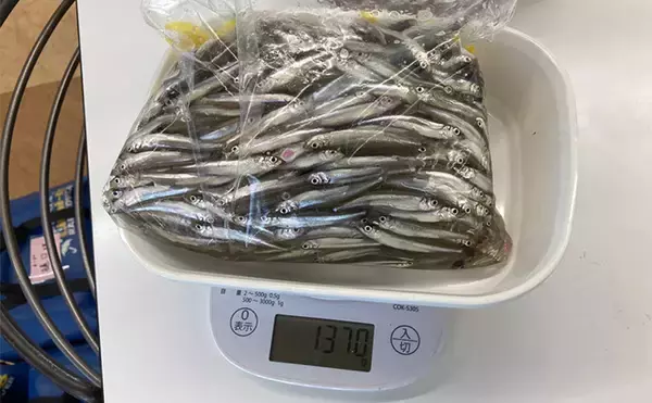 「入鹿池ボートワカサギ釣りが絶好調！【愛知】魚影濃く本命638匹を手中」の画像