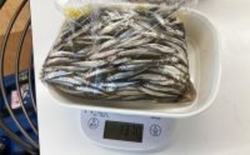 入鹿池ボートワカサギ釣りが絶好調！【愛知】魚影濃く本命638匹を手中