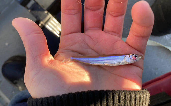 入鹿池ボートワカサギ釣りが絶好調！【愛知】魚影濃く本命638匹を手中