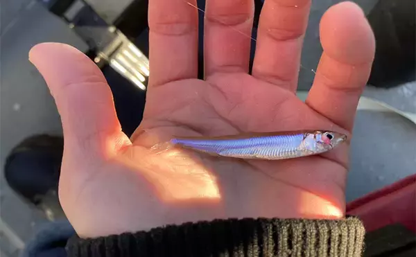 「入鹿池ボートワカサギ釣りが絶好調！【愛知】魚影濃く本命638匹を手中」の画像