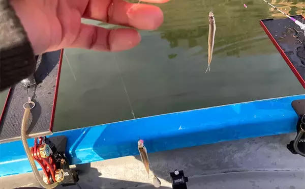 「入鹿池ボートワカサギ釣りが絶好調！【愛知】魚影濃く本命638匹を手中」の画像