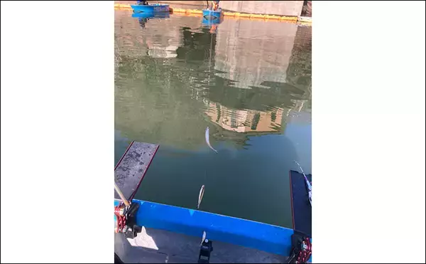 「入鹿池ボートワカサギ釣りが絶好調！【愛知】魚影濃く本命638匹を手中」の画像