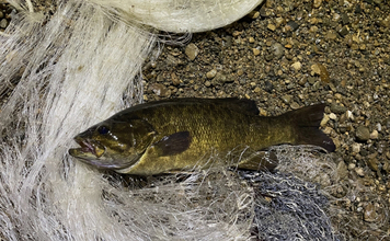 「ブラックバスは頭が良い？」　駆除から逃れるように進化する個体群が確認される