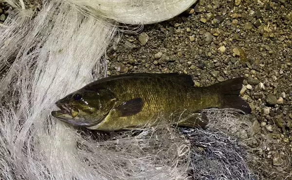 「ブラックバスは頭が良い？」　駆除から逃れるように進化する個体群が確認される