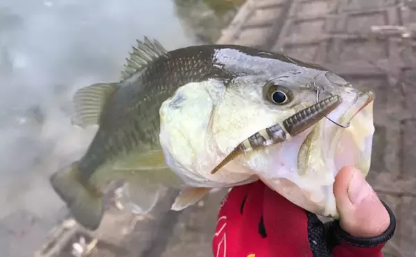 「「ブラックバスは頭が良い？」　駆除から逃れるように進化する個体群が確認される」の画像