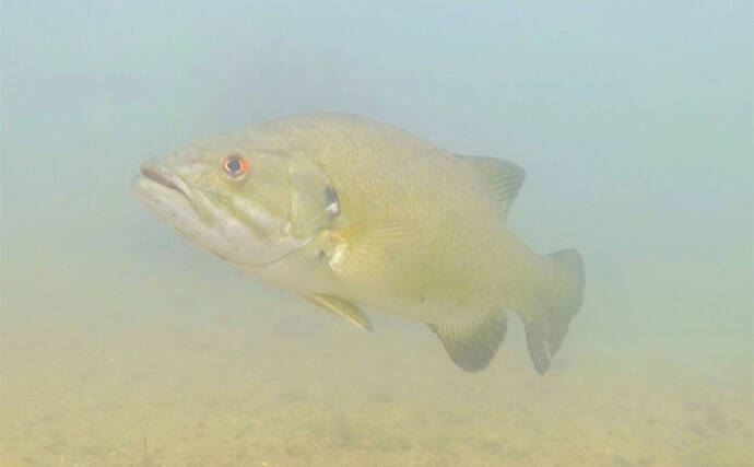 「ブラックバスは頭が良い？」　駆除から逃れるように進化する個体群が確認される