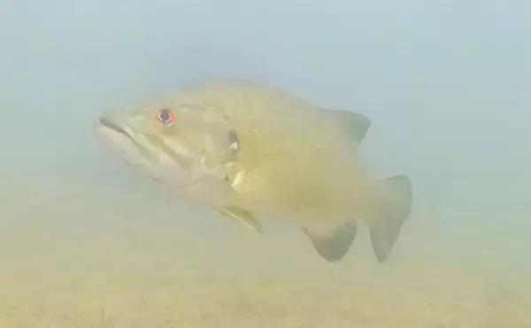 「「ブラックバスは頭が良い？」　駆除から逃れるように進化する個体群が確認される」の画像