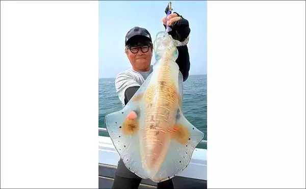 「2kg級の大型アオリイカ乱舞！春のティップランエギング絶好調【オフショアルアー最新釣果9選・三重】」の画像