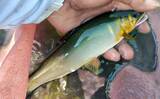 「酒匂川アユ釣り解禁情報2026 【神奈川】　魚影濃くアクセスも良好な人気河川」の画像1