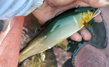 酒匂川アユ釣り解禁情報2026 【神奈川】　魚影濃くアクセスも良好な人気河川
