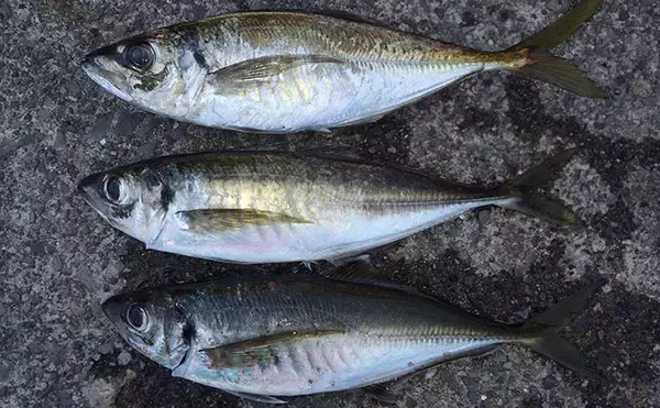 アジング大会のプラで35cm級大型アジが連発！【福井】練習で釣れすぎて翌日の本番は棄権？