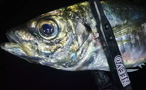 「アジング大会のプラで35cm級大型アジが連発！【福井】練習で釣れすぎて翌日の本番は棄権？」の画像